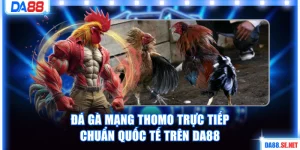 Đá gà mạng Thomo